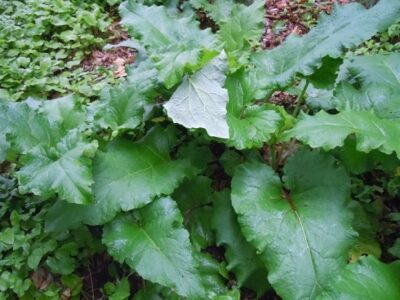 Foraging and Cooking Wild Burdock Roots Image